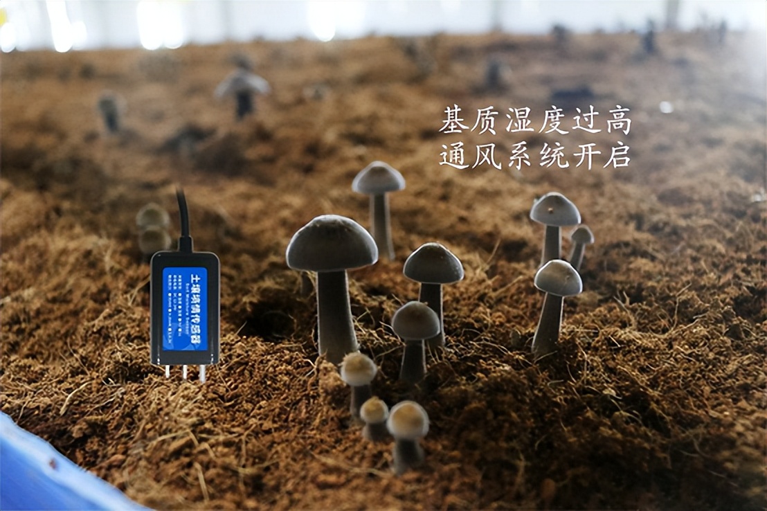 菌菇种植智能监控系统，菌茹通风系统