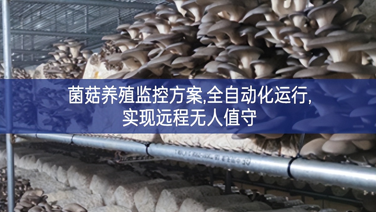菌菇养殖监控方案,全自动化运行,实现远程无人值守 菌菇养殖监控方案,全自动化运行,实现远程无人值守