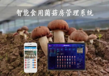  智能食用菌菇房管理系统，物联网方案应用，打造菌菇种植工厂