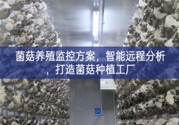 「智慧养殖」菌菇养殖监控方案，智能远程分析，打造菌菇种植工厂